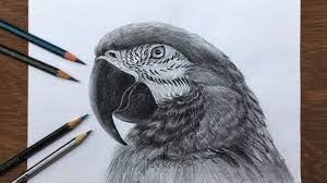How To Draw A Realistic Macaw In Pencil | Bird Drawing | Pencil Sketch -  Youtube