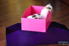 But you will not find large cats, bears, zebras, foxes or other large exotics at a pet store. Exotic Archives Pet Fayre Reading