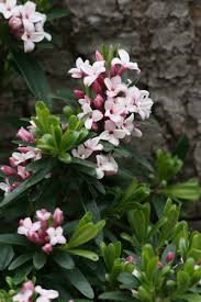 The dark green leaves make a pleasing backdrop for the pink buds and white flowers which are intensely fragrant like sweet baby powder. Great Plant Picks Unbeatable Plants For The Maritime Northwest Garden