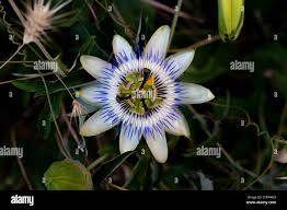 Image result for Passifloraceae