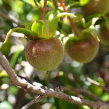 Image result for Diospyros batocana
