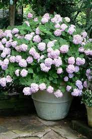 21 Ways To Grow Hydrangeas In Containers Planting Hydrangeas Growing Hydrangeas Plants