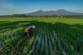  Musim Hujan Dimana Saat Petani Mulai Mengairi Sawah Dan Menanam Benih Tuk Kebutuhan Makan Masyarakat Indonesi Petani Perjalanan Pedesaan