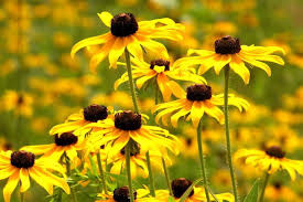 Glossy puckered leaves and brightly colored flowers with vibrant throats are the characteristics of this early spring bloomer. See 25 Native Ohio Perennials For Your Garden Vibrant Color And Deer Resistant Cleveland Com