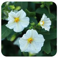 Image result for Solanum richardii