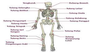 Rangka manusia dan fungsinya kelas 5 sd. Pasangkan Gambar Dengan Keterangan Nama Tulang Lengan Dan Kaki Manusia Menggunakan Garis Tribun Sumsel