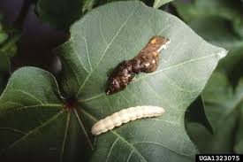 Nor is there much chance. Biological Control Of Insect Pests Eorganic