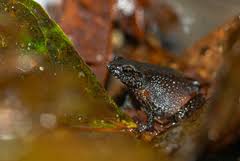 Image result for Crepidorhopalon namuliensis