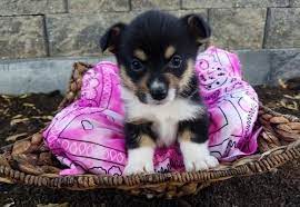 Foster caregivers also evaluate the personality and need of. Pembroke Welsh Corgi Puppy For Sale Adoption Rescue For Sale In Arthur Illinois Classified Americanlisted Com