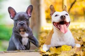 Moreover, the french bulldog australian shepherd mix is not likely to tolerate temperatures below 35 to 40 degrees fahrenheit. American Bulldog French Bulldog Mix Info Pictures Facts Doggie Designer