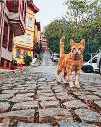 Kuzguncuk Istanbul Kedi Istanbul Cats