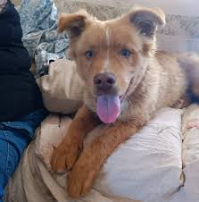 Rehoming abandoned male pup in Delano, California