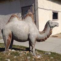 The current plan has not been updated since 1992, and this version is being presented to the citizens and government of norfolk for formal review. The Thirsty Camel Willoughby Norfolk Va