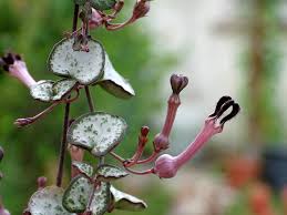 Image result for Ceropegia speciosa