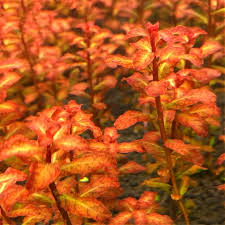 Image result for Ludwigia senegalensis
