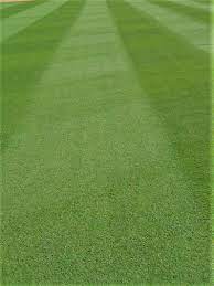 Its durability extends to its close mowing tolerance and disease resistance. Tifway 419 Bermuda Stripe Mow Tifton Turf