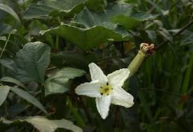 Image result for Lagenaria breviflora