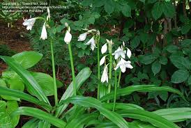 Image result for Crinum moorei