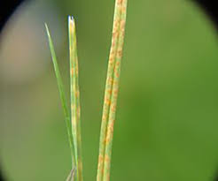 Bermuda grass (cynodon dactylon) is a popular choice for lawns in the hotter regions of the west for very good reasons. Rust Disease Weed Man Lawn Care Library