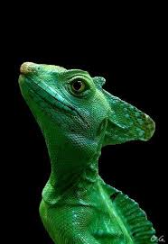 Https Www Tumblr Com Dashboard Animals Beautiful Nature Animals Cute Reptiles