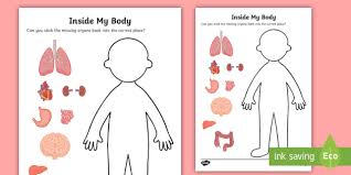 inside my body human organs worksheet teacher made