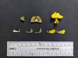 Image result for Sesbania macrantha