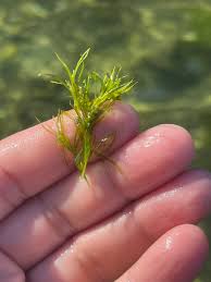 Image result for Najas graminea