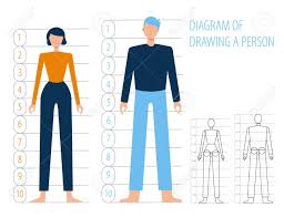 This video is all about how to draw male torsos. Human Body Anatomy Man And Woman Scheme Of Building And Drawing Royalty Free Cliparts Vectors And Stock Illustration Image 144867943