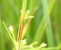 Image result for Cyperus amabilis