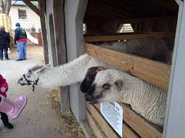 Pony parties, pony rides and petting zoo serving all of new jersey! Petting Zoo Picture Of Kitchen Kettle Village Intercourse Tripadvisor