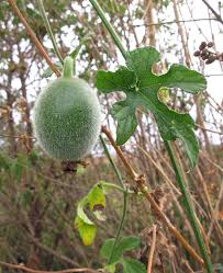 Image result for Lagenaria sphaerica