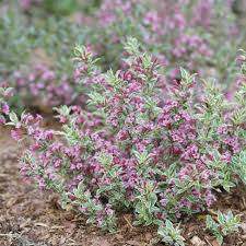 Image result for Weigela