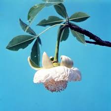 Image result for Cordia goetzei