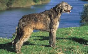 صور الذئب الأيرلندي wolfshund welpen wolf hunde irischer wolfshund