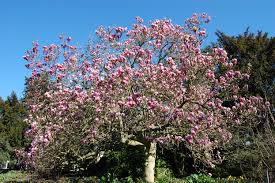 Image result for Magnolia × soulangiana