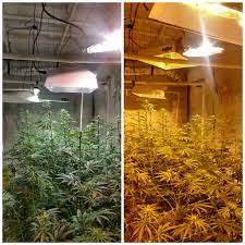 Led grow lights vs mh hps. Metal Halides Vs Hps Providing The Ideal Light Spectrum At The Right Time Is Super Important For Growing Fat Frosty Buds Hempflowers