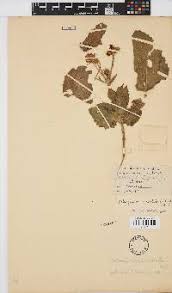 Image result for Philyrophyllum schinzii