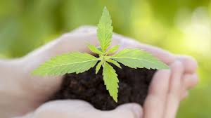 How long does it take to get clean from thc? How Long Does It Take To Grow Weed Indoors And Outdoors Leafipedia Net