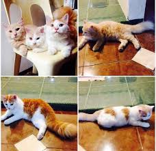 Jika memungkinkan beri jendela kecil atau ruang kosong di sekitar jendela rumah agar kucing persia dapat berjemur. Kucing Persia Jakarta 0812 3100 3000