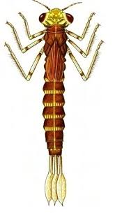 Image result for Libellulidae