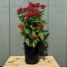 Image result for Pentas longiflora