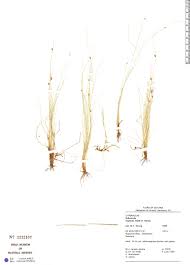 Image result for Bulbostylis hispidula