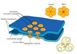 We did not find results for: Gap Junctions Between Cells Permit Intercellular Communication Figure Download Scientific Diagram