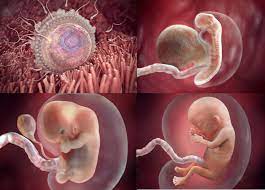 Agar lebih aman dan terjaga nutrisinya, yuk buat sendiri camilan bayi di rumah. Perkembangan Janin Dari Minggu Ke Minggu Lengkap Mamapapa Id