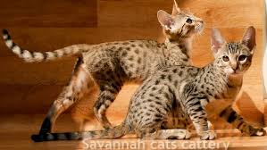 Search our free savannah cat classifieds ads by owner. Savannah Cats For Sale Savannah Cats Breeder Domusfelina