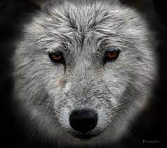 Snow Wolf Desktop Nexus Wallpapers Animals Snow Wolf Wolf