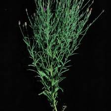 Image result for Vernonia griseopapposa