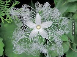 See the mini fruit at the base of the stem? The Snake Gourd Flower 9gag
