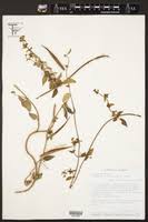 Image result for Cynanchum mulanjense