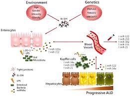 Ijms Free Full Text Genetic And Epigenetic Modifiers Of Alcoholic Liver Disease Html